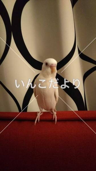 コメントの画像