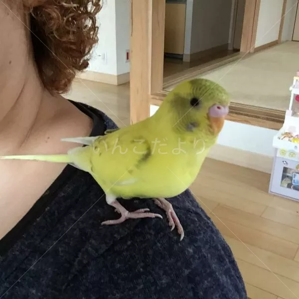 コメントの画像