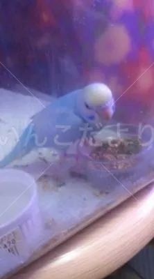 コメントの画像