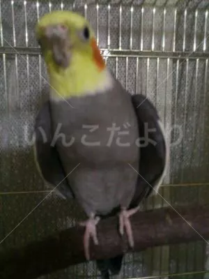 コメントの画像