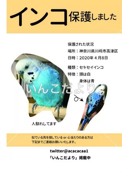 コメントの画像