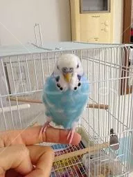 コメントの画像