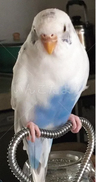 コメントの画像