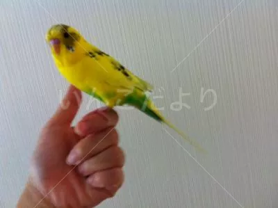 コメントの画像