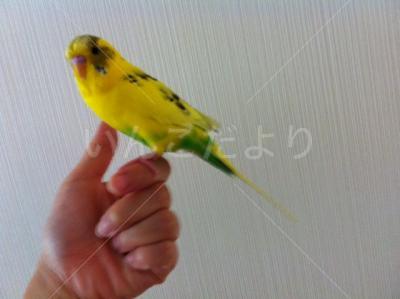 コメントの画像