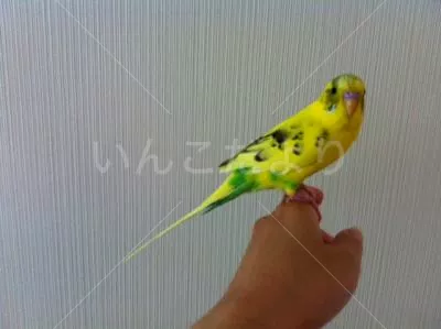 コメントの画像