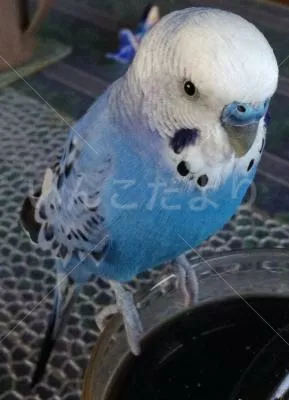 コメントの画像