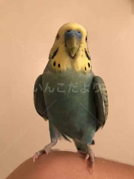 コメントの画像