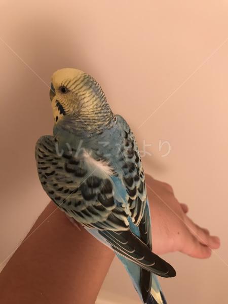 コメントの画像