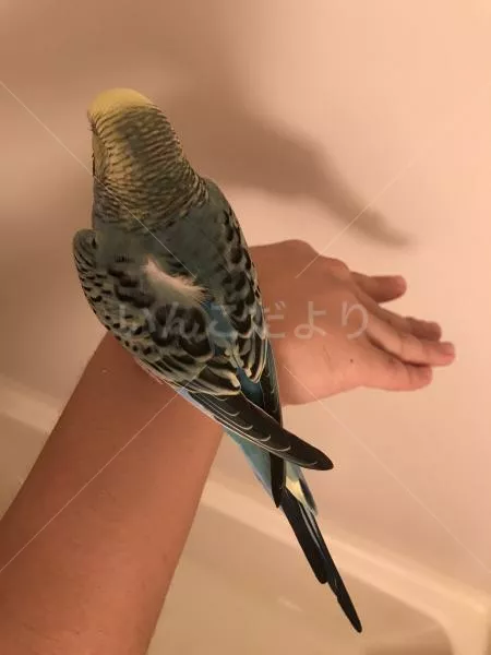 コメントの画像