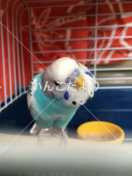 コメントの画像