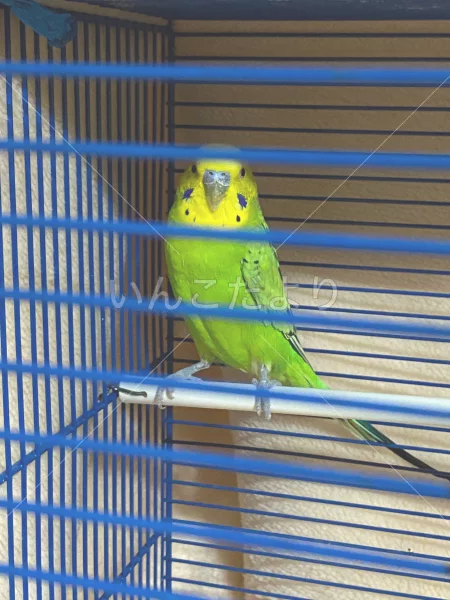 コメントの画像