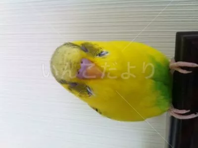 コメントの画像