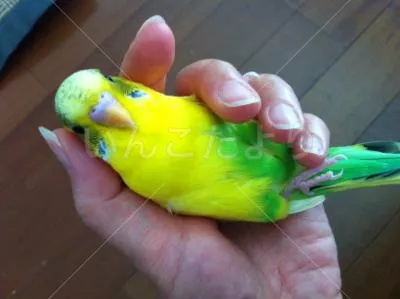 コメントの画像