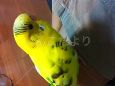 コメントの画像