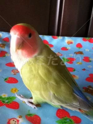 コメントの画像