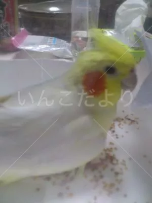 コメントの画像