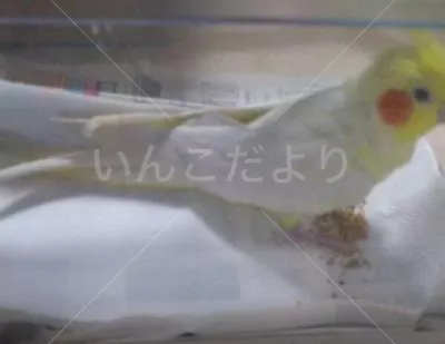 コメントの画像