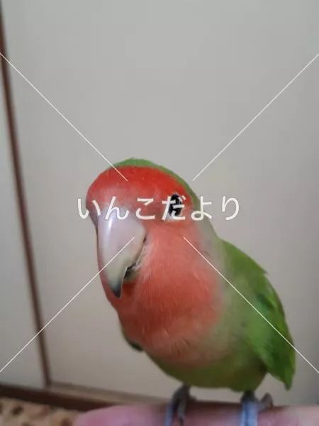 コメントの画像