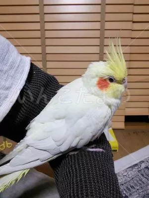 コメントの画像