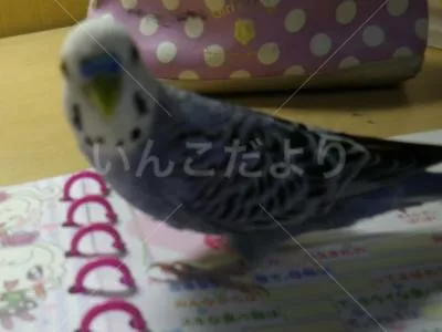 コメントの画像