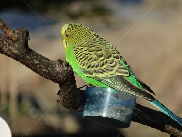 コメントの画像