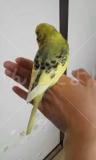 コメントの画像