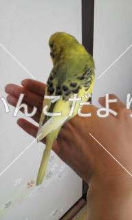 コメントの画像