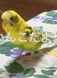 コメントの画像