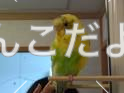 コメントの画像