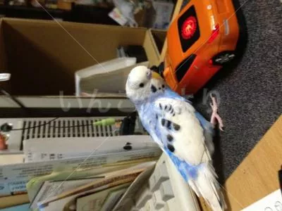 コメントの画像