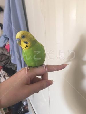 コメントの画像