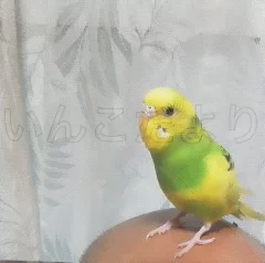 コメントの画像