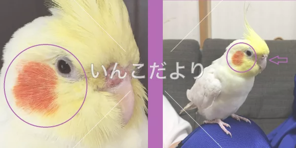 コメントの画像