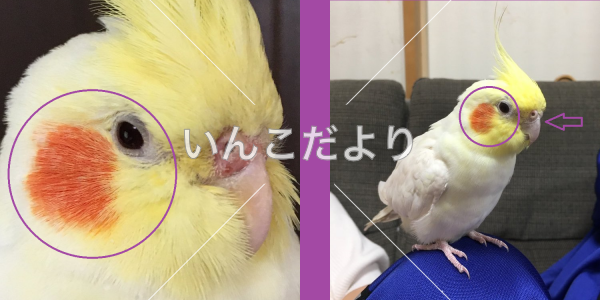 コメントの画像