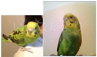 コメントの画像