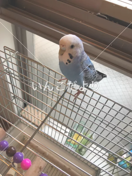 コメントの画像