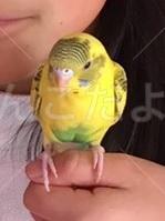 コメントの画像