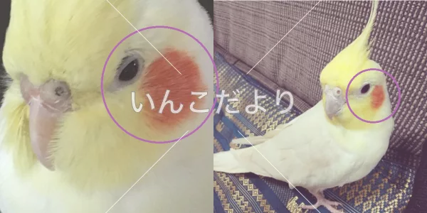 コメントの画像