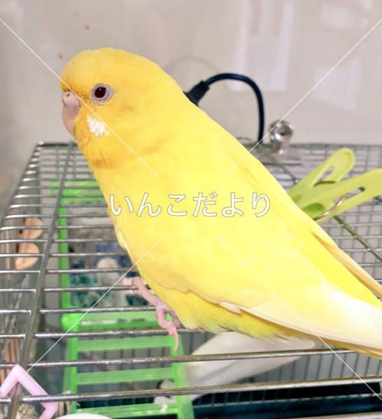 コメントの画像