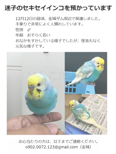 コメントの画像