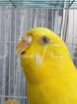 コメントの画像