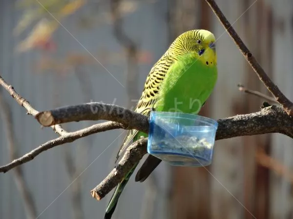 コメントの画像