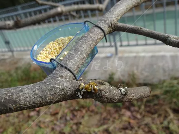 コメントの画像