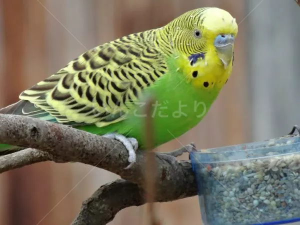 コメントの画像