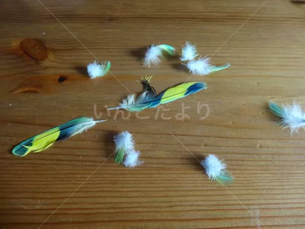 コメントの画像