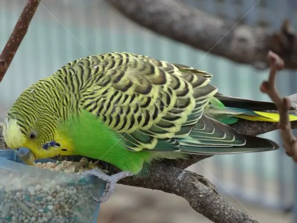 コメントの画像