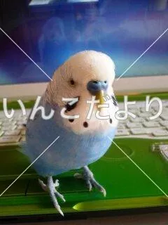 コメントの画像