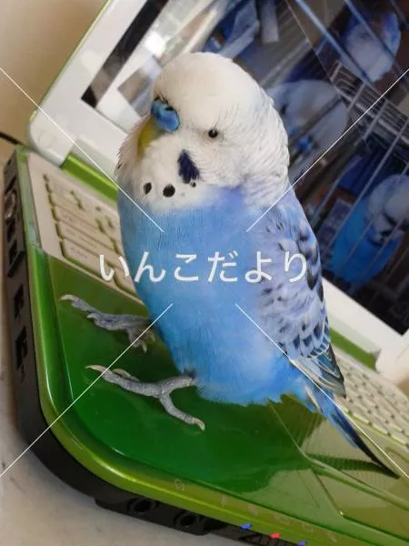 コメントの画像