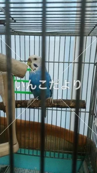 コメントの画像